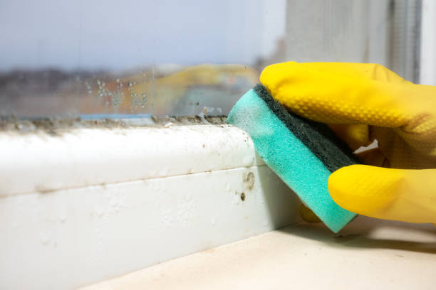 Professional Mold Removal in Montgomery, IN